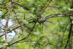 bluetit_tree